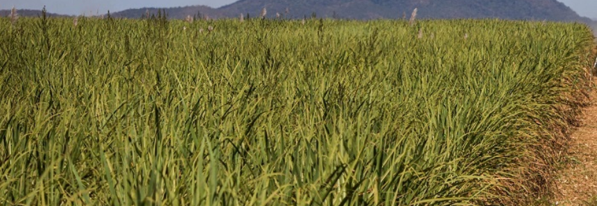 CNA debate alterações na Lei de Proteção de Cultivares