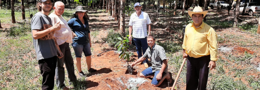 Cultivo de cacau avança e vira oportunidade para o produtor paulista