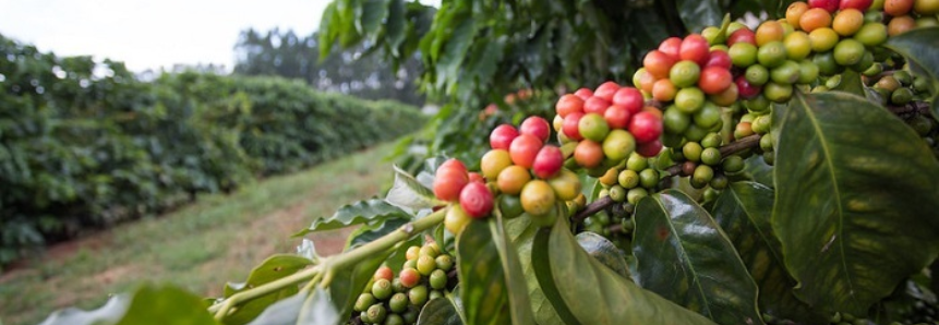 Produtores participam de levantamento de custos de café, grãos e hortaliças