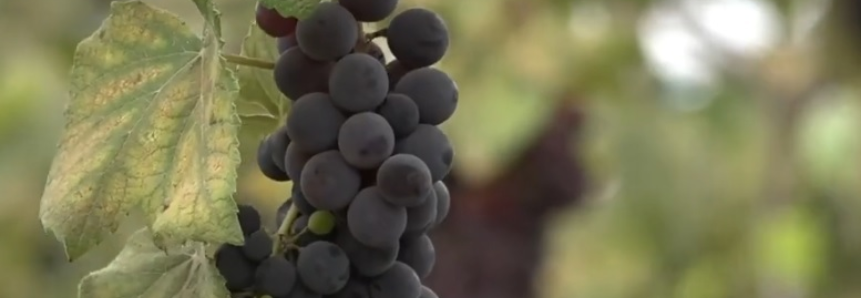 Parreiral de sucesso: produtora rural  entrou no mercado de uvas depois de curso do Senar Goiás