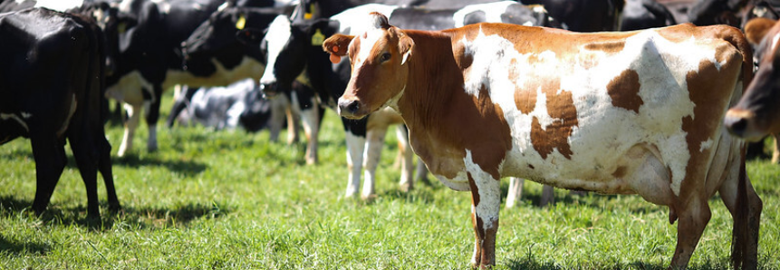 CNA debate ações para combate da brucelose bovina