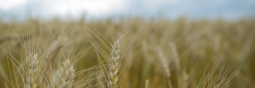 CNA debate seguro rural para o trigo