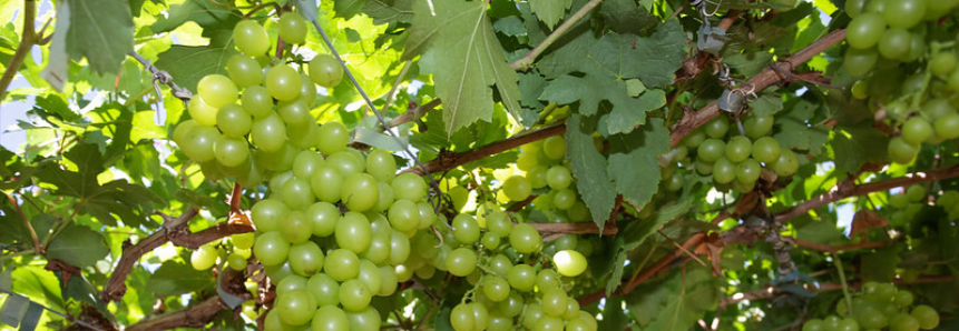 Senar debate tecnologias para produção de uvas no semiárido