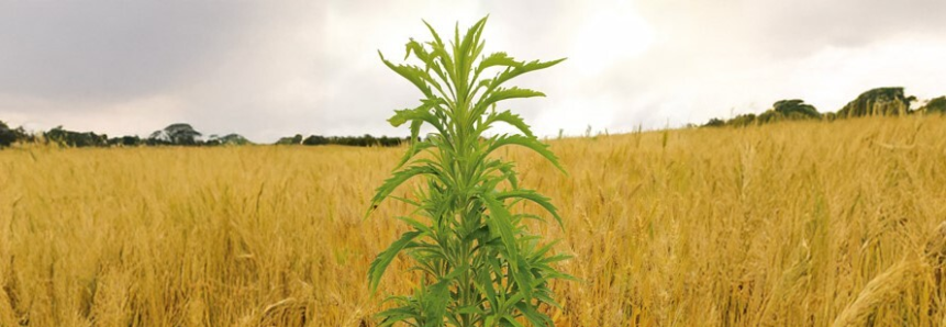 Novo curso do Sistema Faep orienta combate a plantas daninhas em grandes culturas