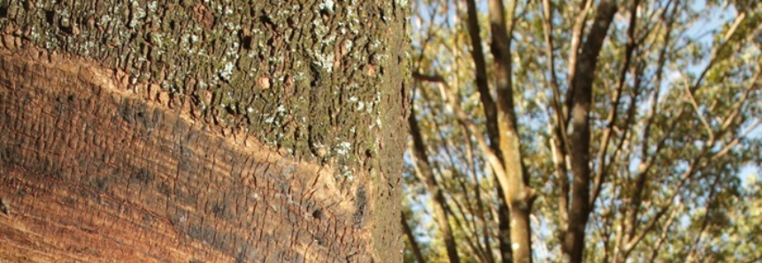 Preço de importação da borracha natural registrou aumento em dezembro