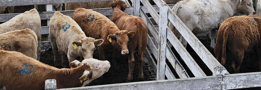Feira do Terneiro e da Terneira de São Joaquim supera as expectativas com mais de 600 animais comercializados