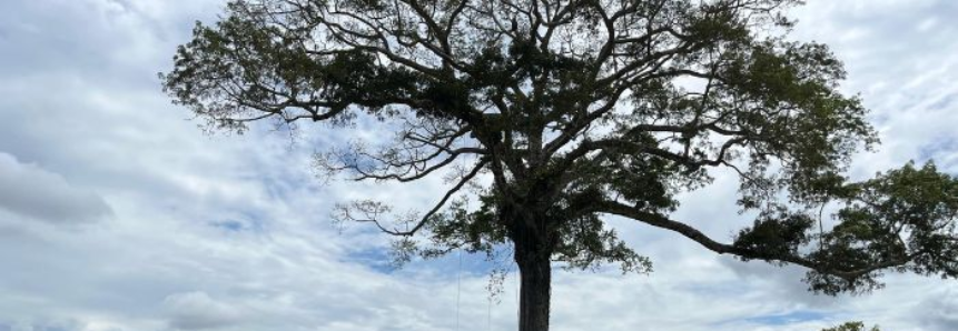 Aula prática movimenta turmas do Curso Técnico em Agricultura em Itacoatiara