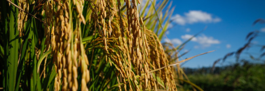 Campo Futuro levanta custos de produção em três estados