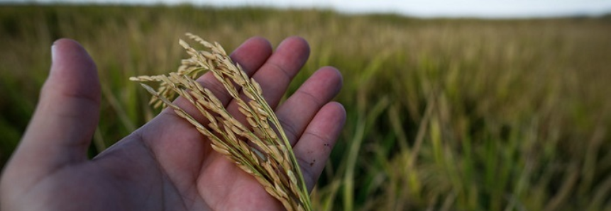 CNA levanta custos de produção de arroz e café