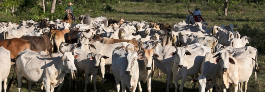 Fazenda Pantaneira Sustentável (FPS) é destaque no Famato Embrapa Show