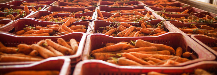 GT de Tecnologia da CNA discute proposta de regulamento de inspeção de produtos de origem vegetal