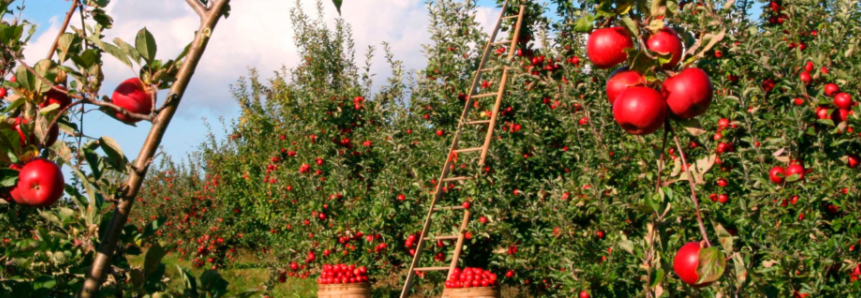 Circuito Agro BB capacita fruticultores em São Joaquim nesta quinta-feira