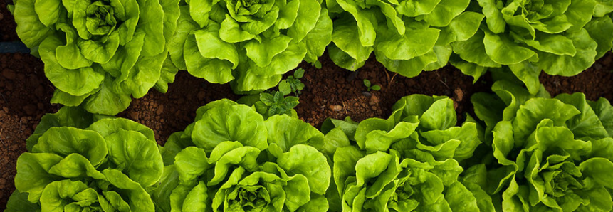 Encontro debate como consumir frutas e hortaliças sem custo elevado