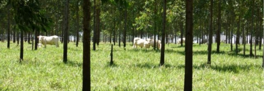 Embrapa promove capacitação e dia de campo sobre ILPF na região nordeste de Mato Grosso