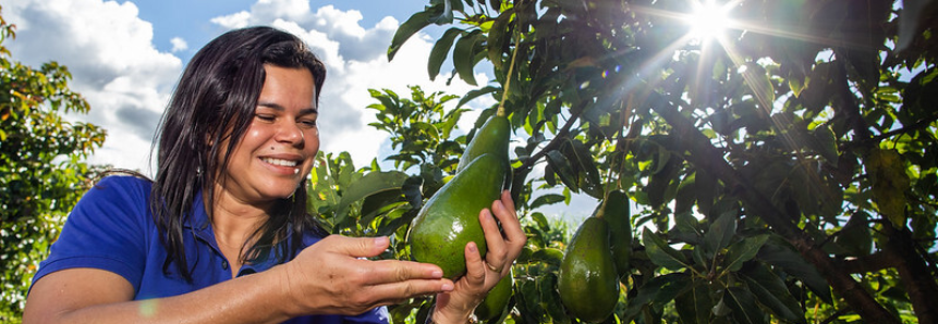 Campo Futuro analisa custos de produção de seis culturas