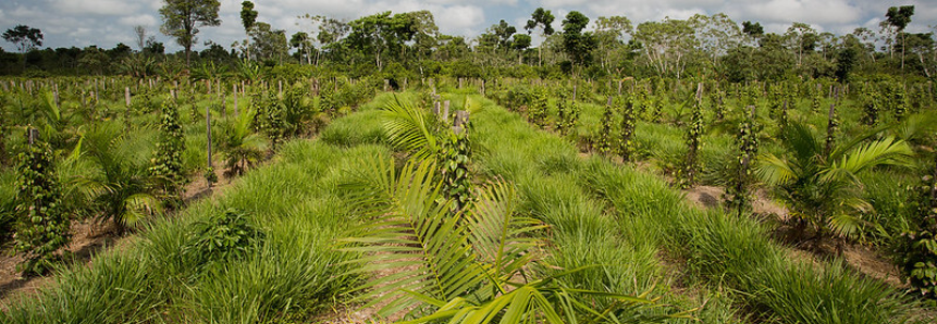 Encontro debate Projeto Integrado de Ordenamento Territorial para a Amazônia Legal