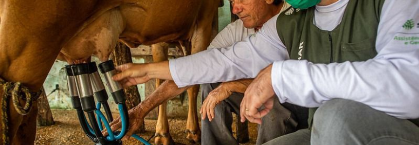 Preço do leite pago ao produtor rural não acompanha aumento do preço nos supermercados