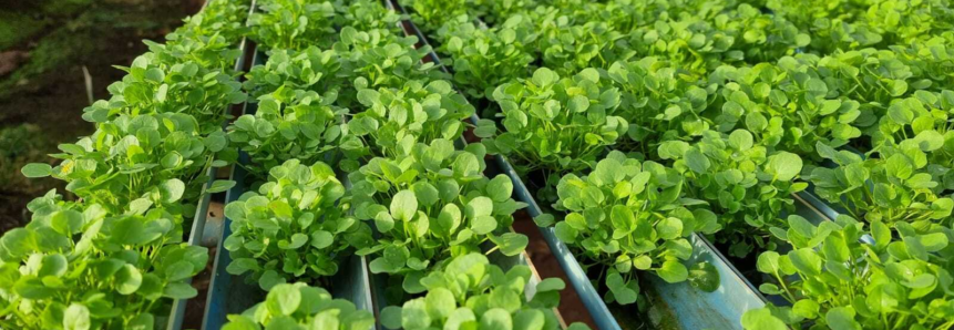 Olericultura tem oito encontros dentro do projeto “100 dias de campo da ATeG do Senar-MT"