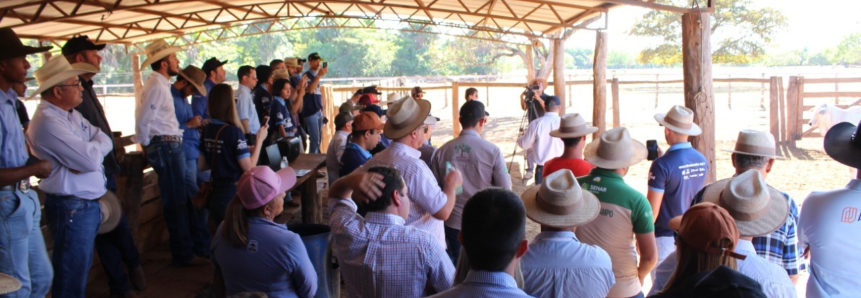 Prova de ganho de peso em Silvanópolis destaca o melhor do nelore