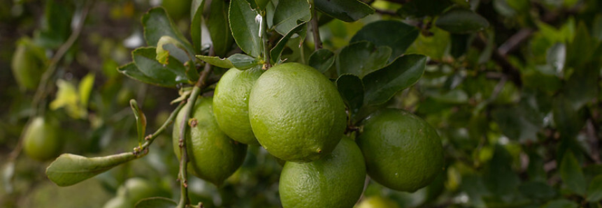 Campo Futuro analisa custos de produção de seis culturas