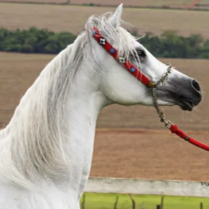 Manejo de Cavalos