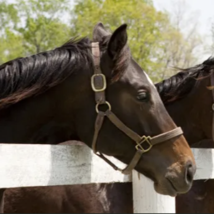 Horsemanship