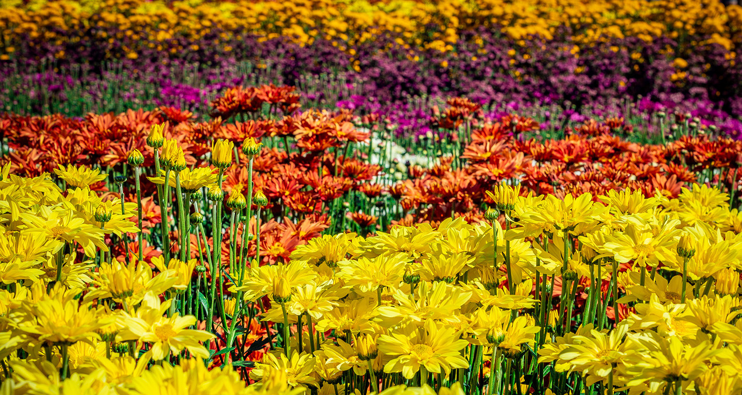 Banner flores