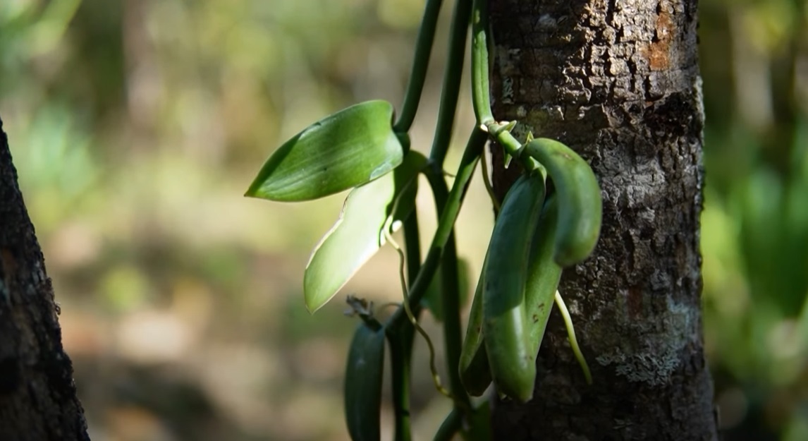 Baunilha verde