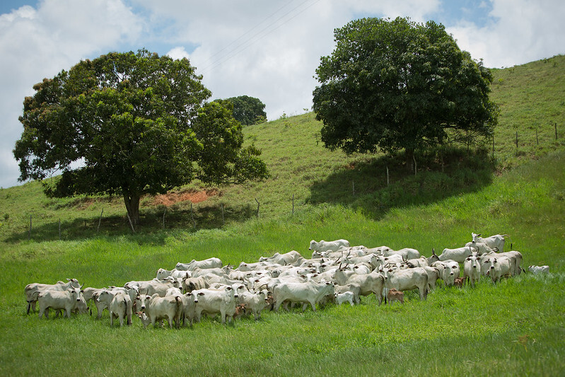 Bovino corte