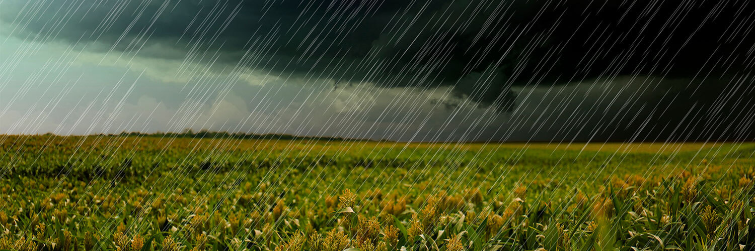 Vetar o orçamento do seguro rural é absurdo, afirma Sistema Faep