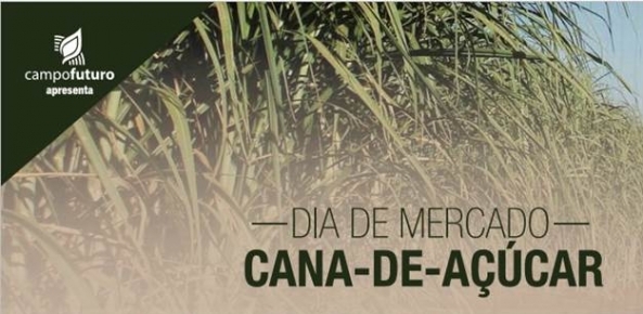 Dia mercado cana 0 071149002015150089061