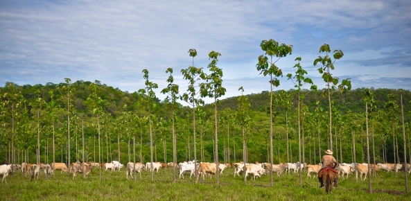 Fazenda arno foto cleber gelio 0 128202002015150100261