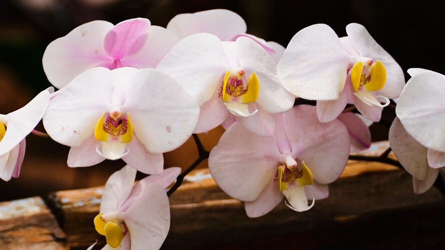 Sistema FAEP seleciona instrutores para curso de orquídeas