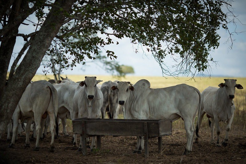 Pecuaria corte