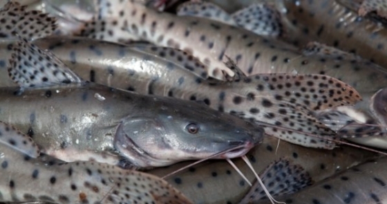 Peixes 3 0 15071600 1515060969