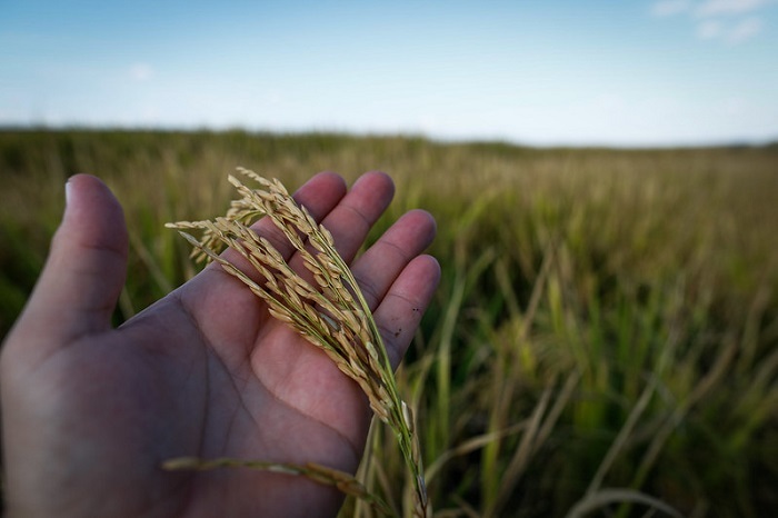 Plantacao de trigo