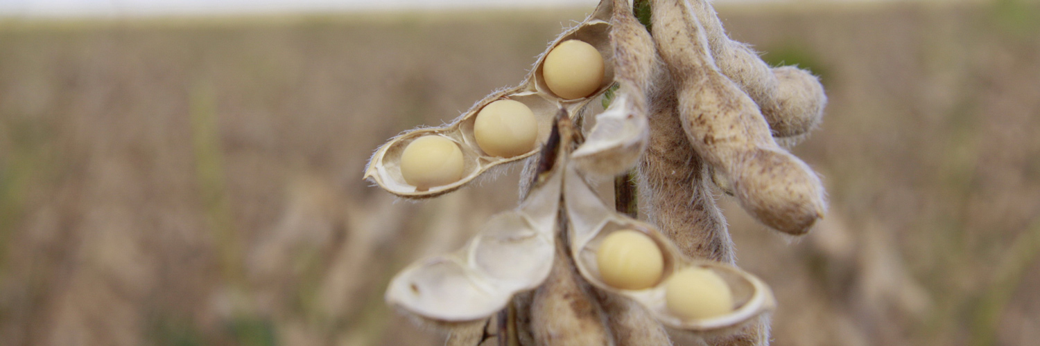 Adapar prorroga prazo de semeadura da soja para produção de sementes