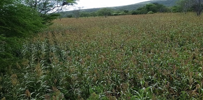 Sorgo