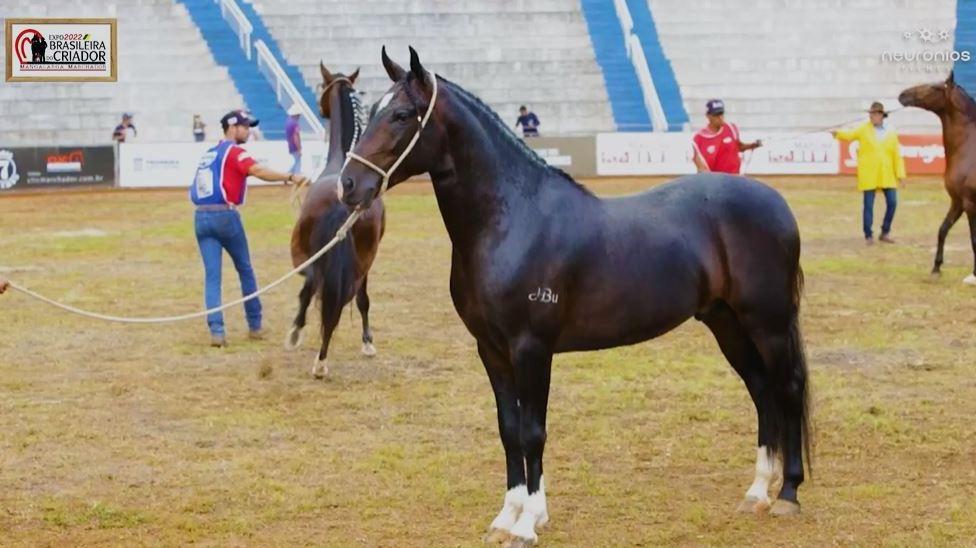 Mangalarga marchador exposicao Sul de Minas