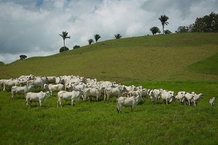 Pecuaria corte