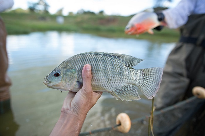 Peixe