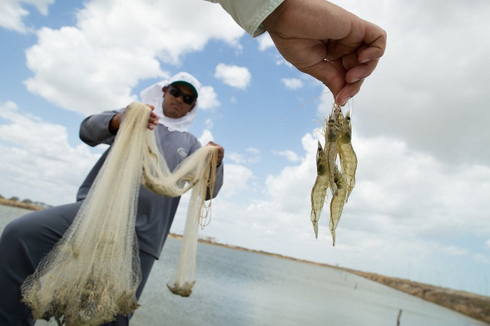 Pescado