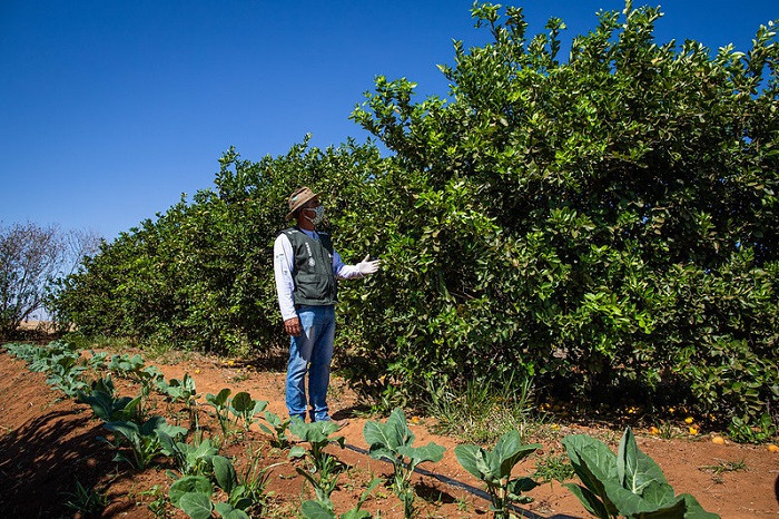 Produco organica