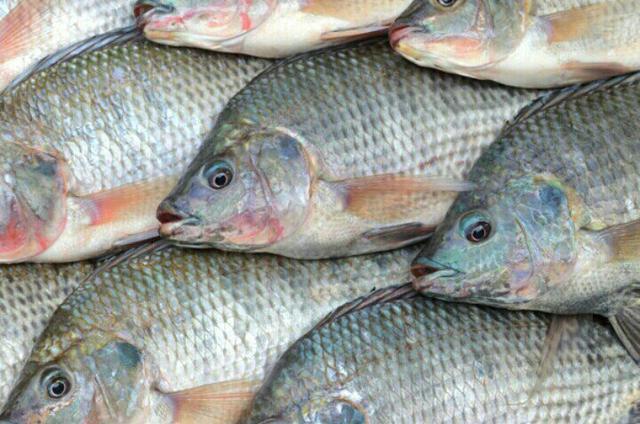 Tilapia